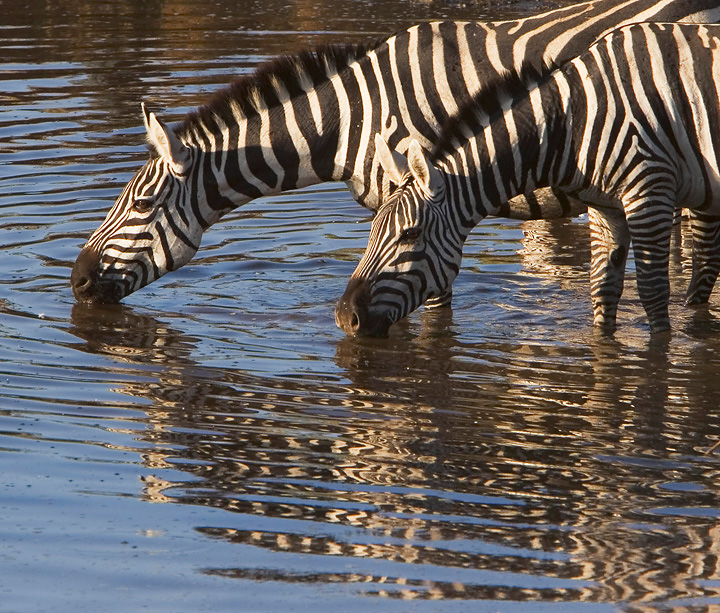 ZebrasReflect9692.jpg