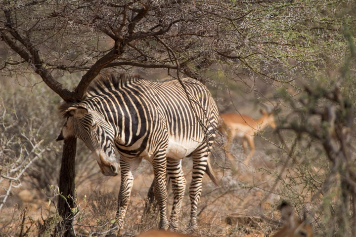 Grevys Zebra, Samburu 0631