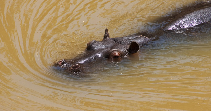 Hippo, Maasai Mara 1082