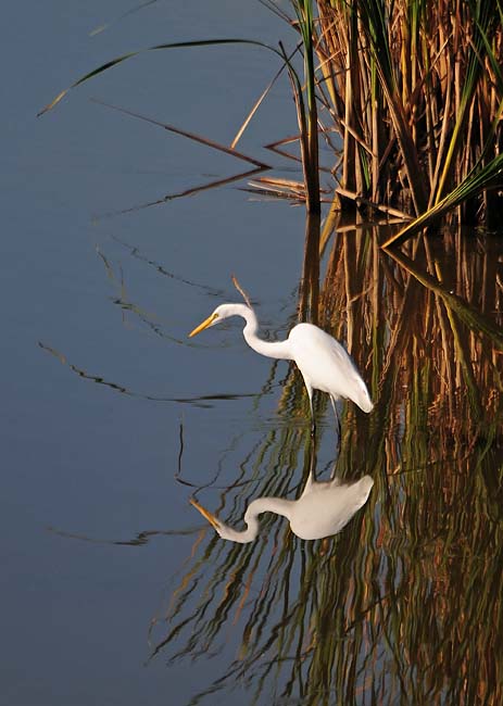 Great Egret Fishing