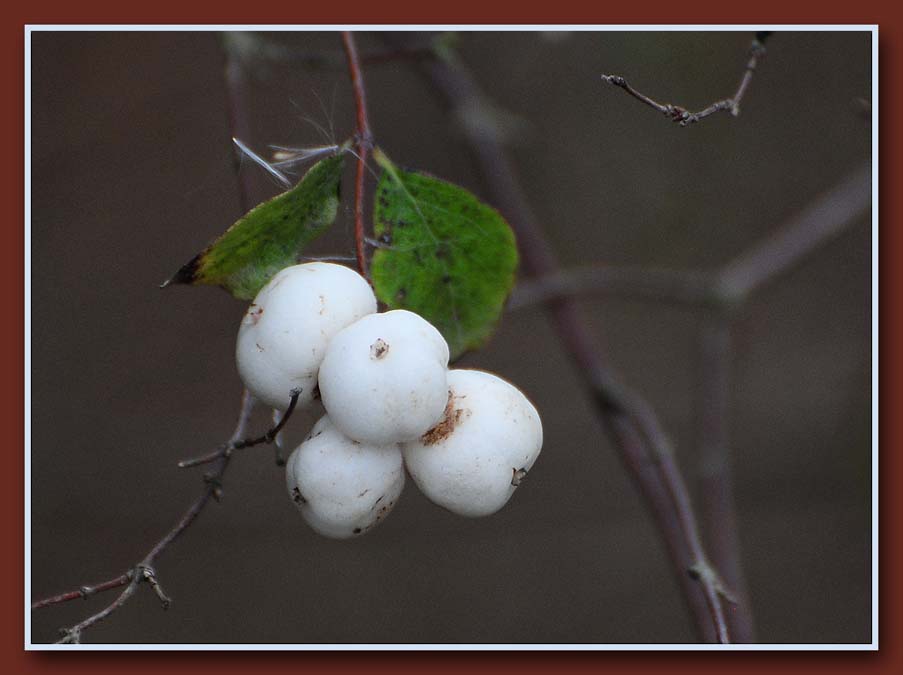 Snowberries