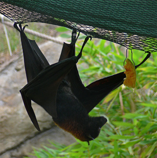 Flying Fox Eating Cantelope