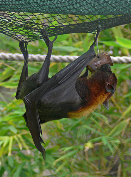 Bat N Banana