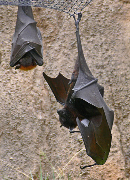 Dracula and Contortionist