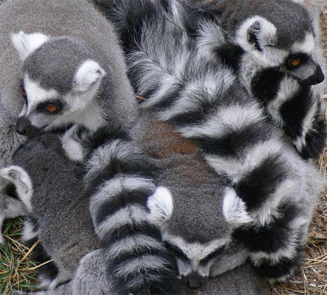 A Lemur Ball