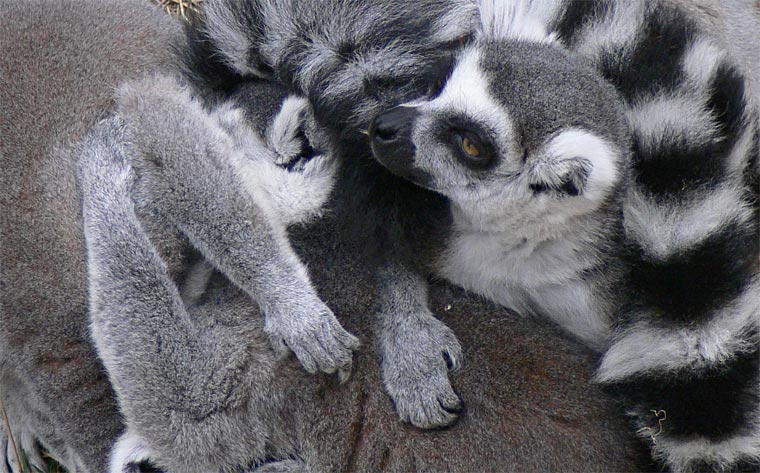 All Fur and Paws
