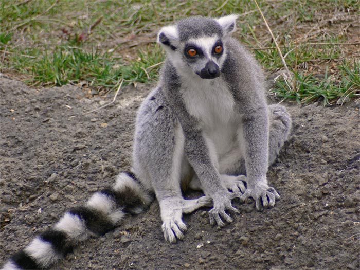 A Peaceful Lemur Moment