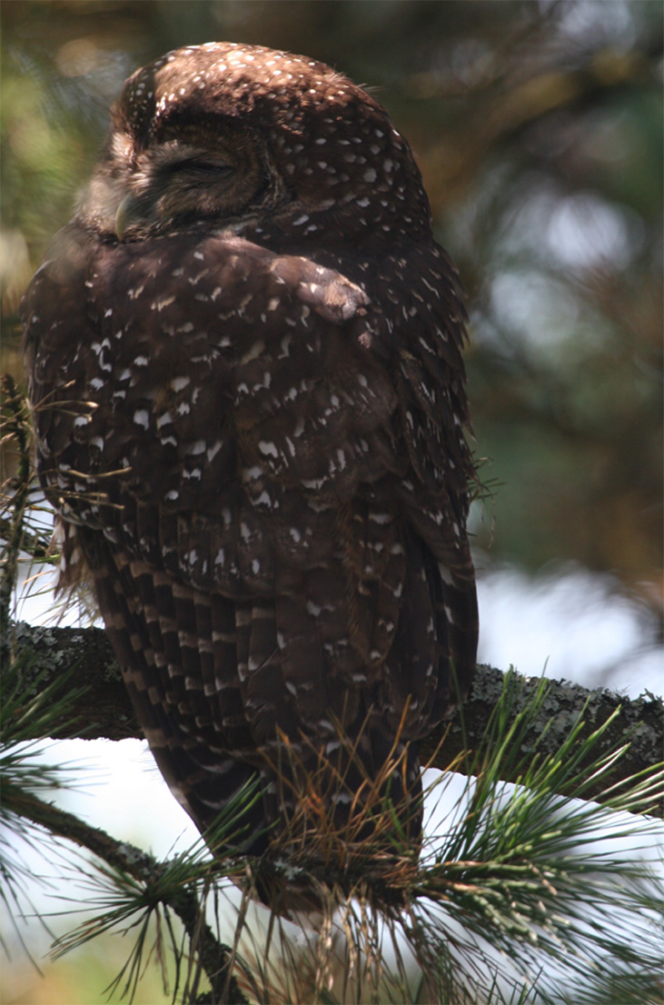 Spotted Owl