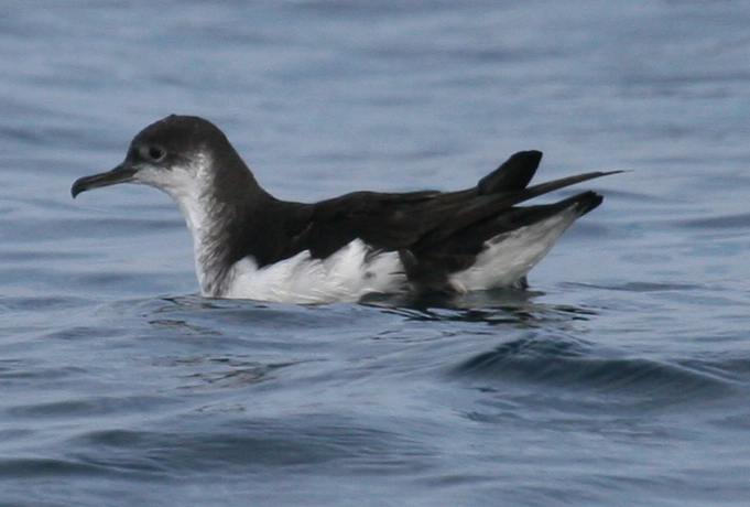 Manx Shearwater 2