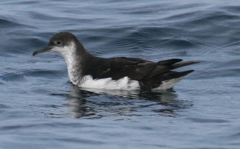 Manx Shearwater 3