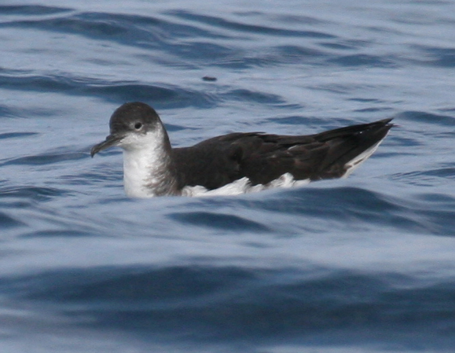 Manx Shearwater