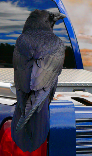 Not Your Average Bird
