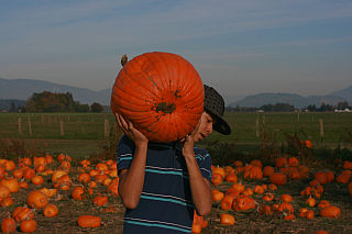 candid in the pumpkin patch.jpg
