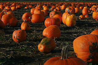 pumpkin patch.jpg