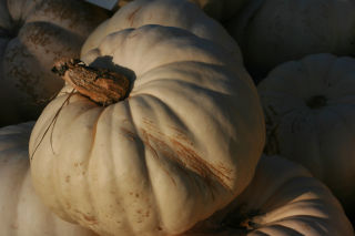 ghost pumpkin.jpg
