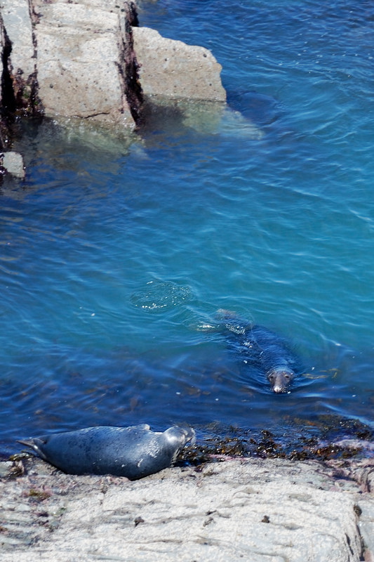 and do visit the seals just east of Morte point