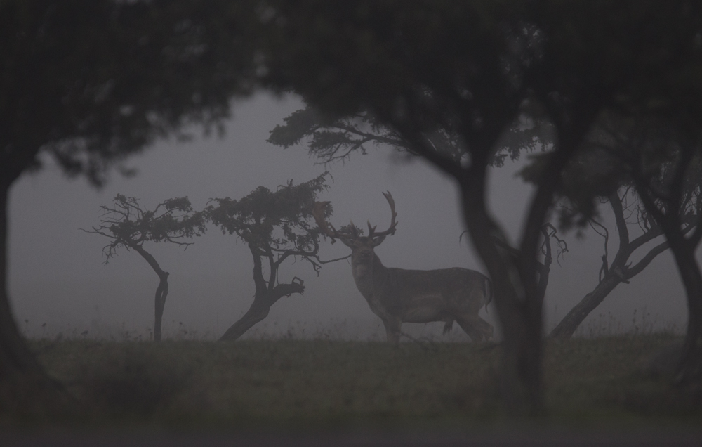 Fallow Deer (Dovhjort) Dama dama - CP4P0889.jpg