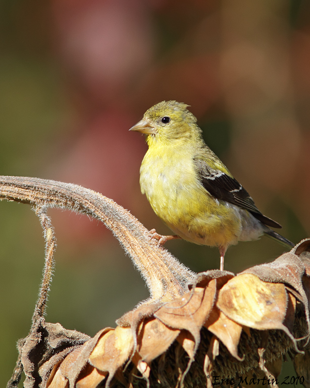 Chardonneret Jaune / American Goldfinch