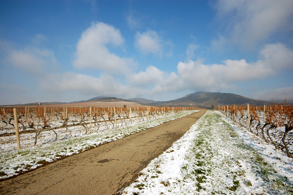 Vineyard, November 2006