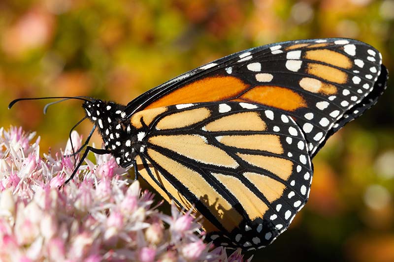 Monarch Butterfly