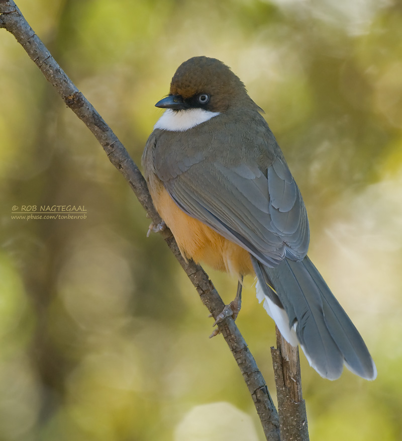 Witkeellijstergaai - White-throated Laughingtrush - Garrulus albogulares