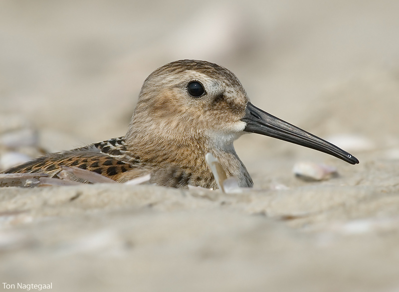 Bonte strandloper - Dunlin - Calidris alpina