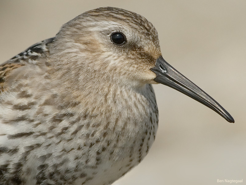 Bonte strandloper - Dunlin - Calidris alpina