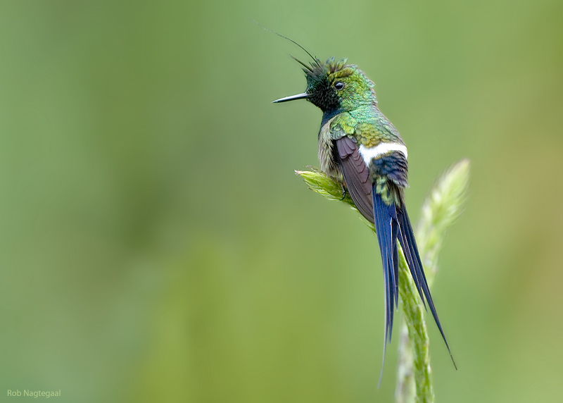 Gekuifde Draadkolibrie - Wire-crested Thorntail - Popelairia popelairii