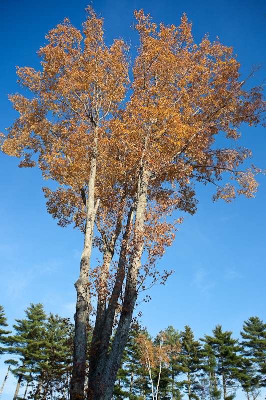 Maples and Pines