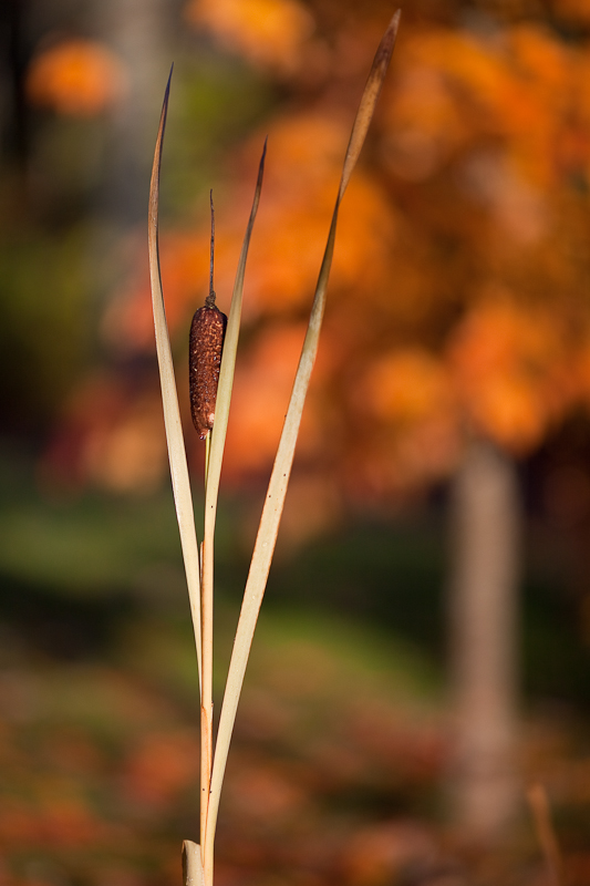 Marsh Reed and Maple