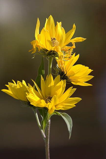 Morning Sunflowers