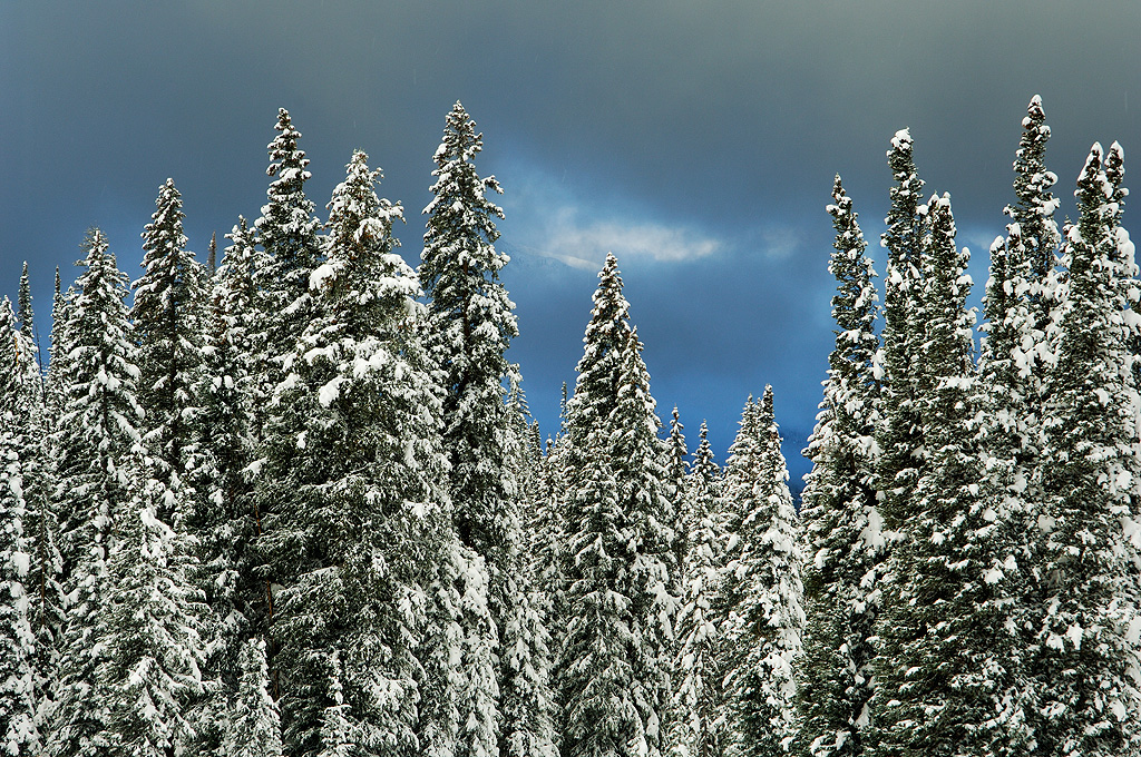 Fall Flurries