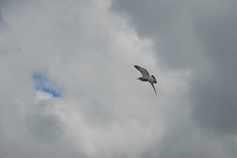 Seagull soaring high DSC_0668.JPG
