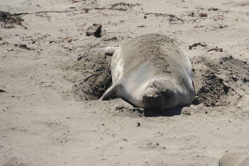 elephant seals pendulous nose DSC_7395.JPG