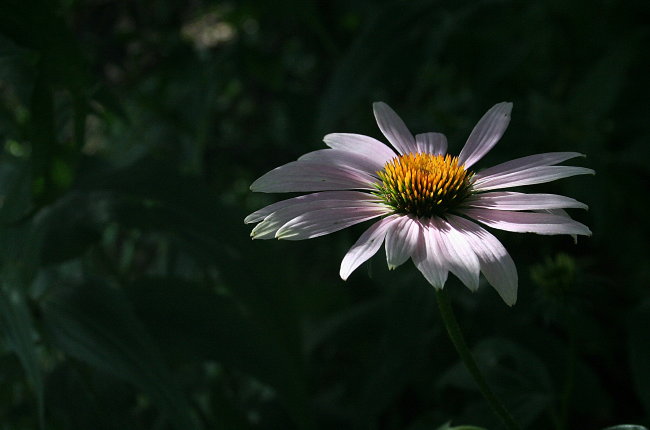 Daisy *