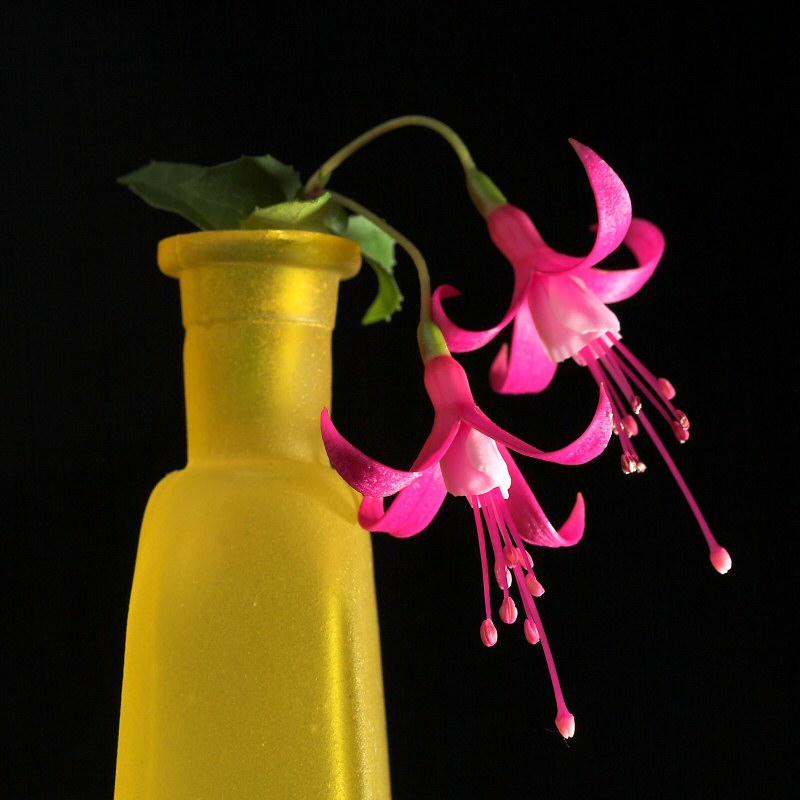 Still Life