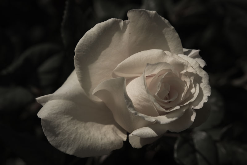 Sad Rose