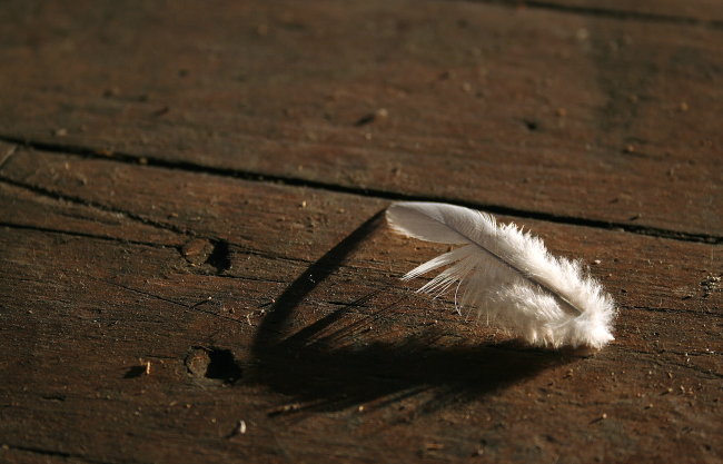 Pigeon Feather *