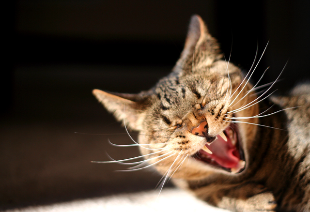 yawn