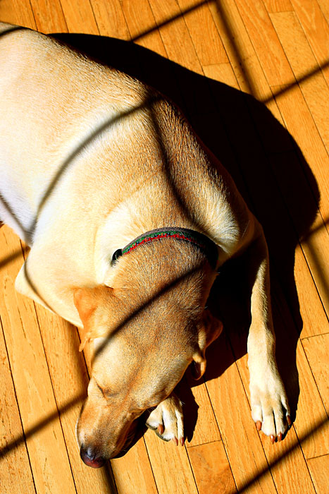 Sun Worship