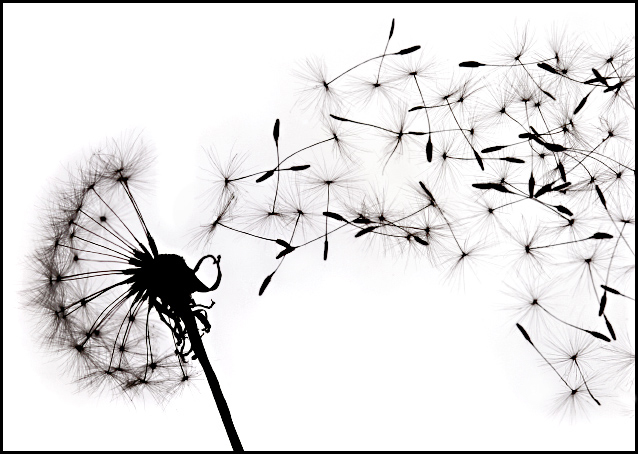 Set Free***