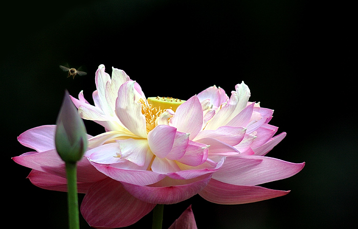 <b>6th Place</b><br>August Blossom<br>by elips