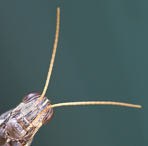 Summer Creatures