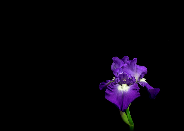 <b>11th Place (tie)</b><br>Iris<br>by Larry