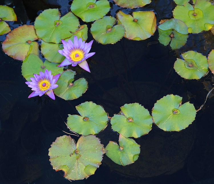 Lilies of the Water * Traveller