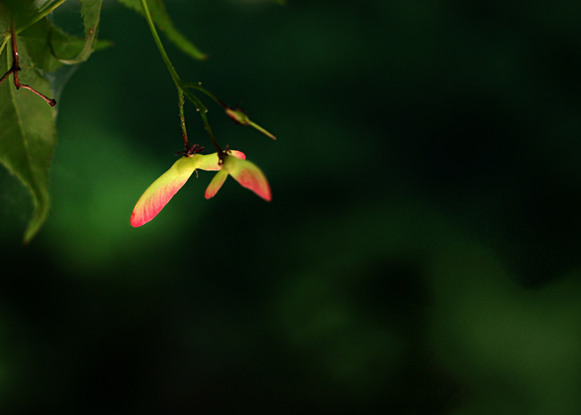 May Maple Seeds