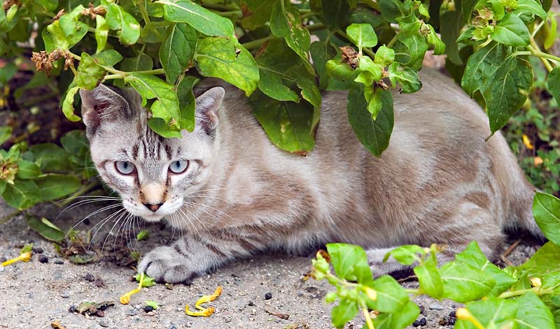 Cat Fancy - September *