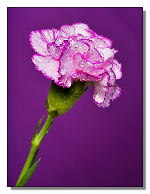 <b>The Colour Purple</b>