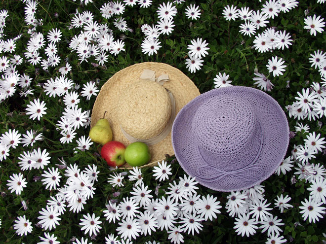 Summer Picnic