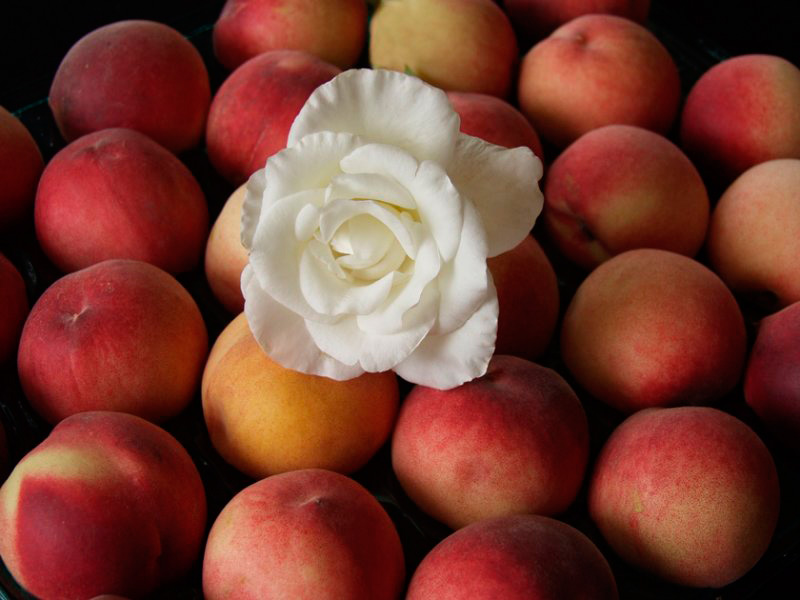 Perfumes of Summer